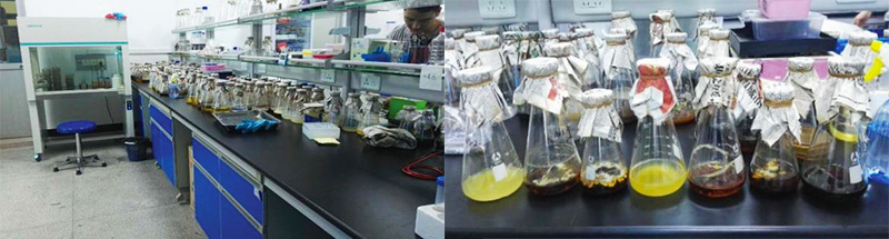 华农中绿生物科技研究院