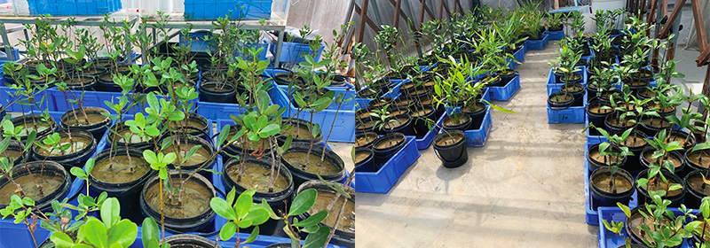 低矮型红树植物繁育与浅滩植被修复技术